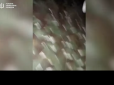 Перетворили на брухт: Партизани спалили важливий комплекс росіян на Херсонщині (відео)