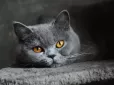 Коти рятують життя! Науковці з’ясували, що 