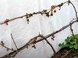 Дачникам на замітку! Як захистити виноград від морозів