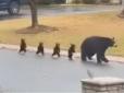 Малюки крокували на задніх лапах: Ведмедиця прогулювалася житловим районом з чотирма дитинчатами (відео)
