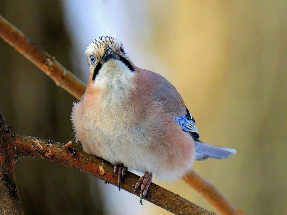 Відрізняється 