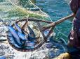 Одеський експеримент: Як Україні повернути статус промислової риболовецької морської держави