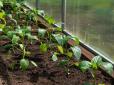 Дачникам на замітку! Коли сіяти перець на розсаду - урожай вас порадує