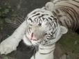 Врятувати харківського альбіноса: Унікальний білий тигр застряг під Києвом, евакуюючись до Європи