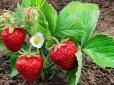 Дачникам на замітку! Полуниця буде кислою - ось що не можна садити поруч